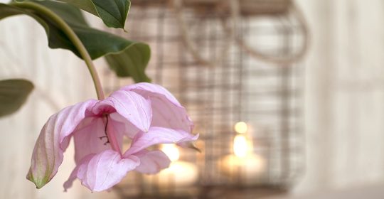 Hängende rosane Blume vor Laternen