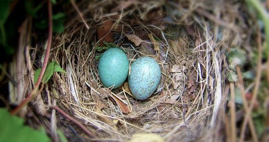 Zwei Blaue Eier in einem Vogelnest
