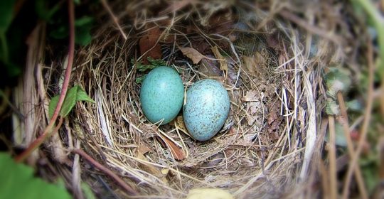 Zwei Blaue Eier in einem Vogelnest