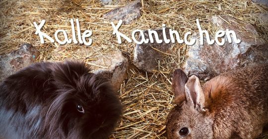 Zwei Kaninchen sitzend auf Stroh und Stein