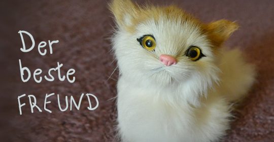 Weiß-Orangene Katze sitzt auf einem violetten Teppich