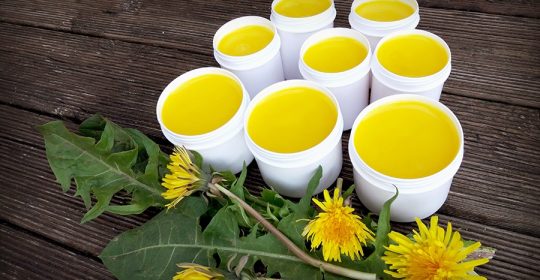 Weiße Tiegel voller gelber Löwenzahnsalbe vor Löwenzahn auf einem dunklen Holztisch