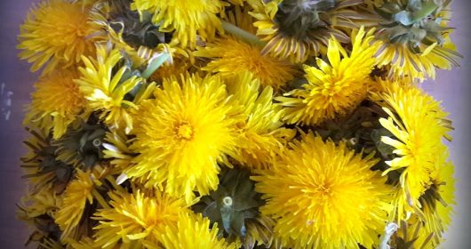 Ein Bund von Löwenzahnblüten