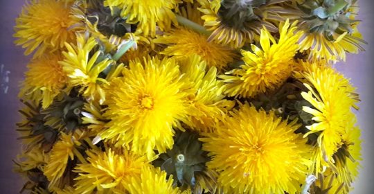 Ein Bund von Löwenzahnblüten