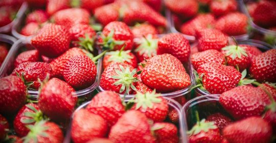 Nahaufnahme vieler Erdbeeren in Plastikkörbchen